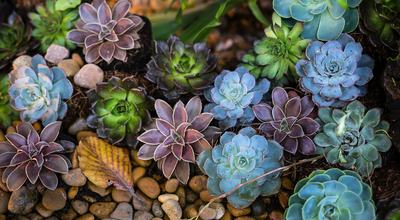 Assorted-color Flowers
